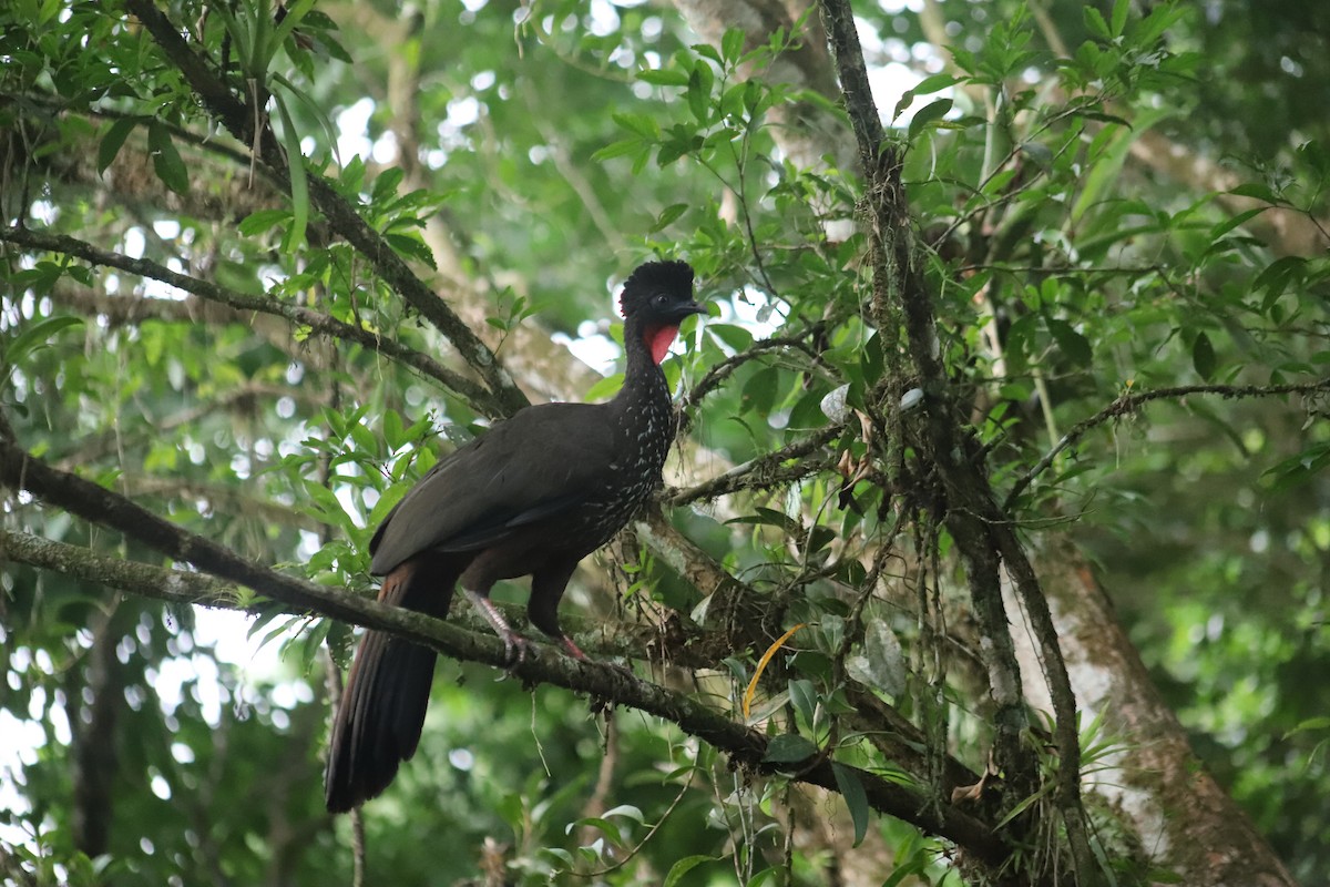 Crested Guan - ML610333150