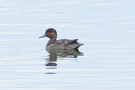 Green-winged Teal - ML610333509