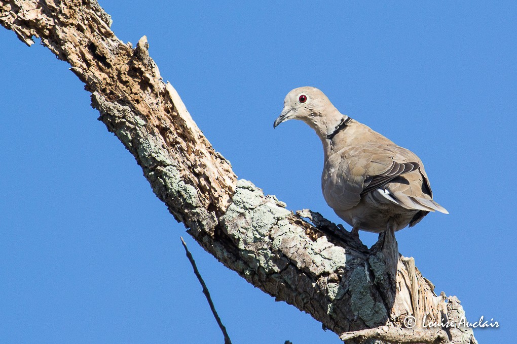 Eurasian Collared-Dove - Louise Auclair