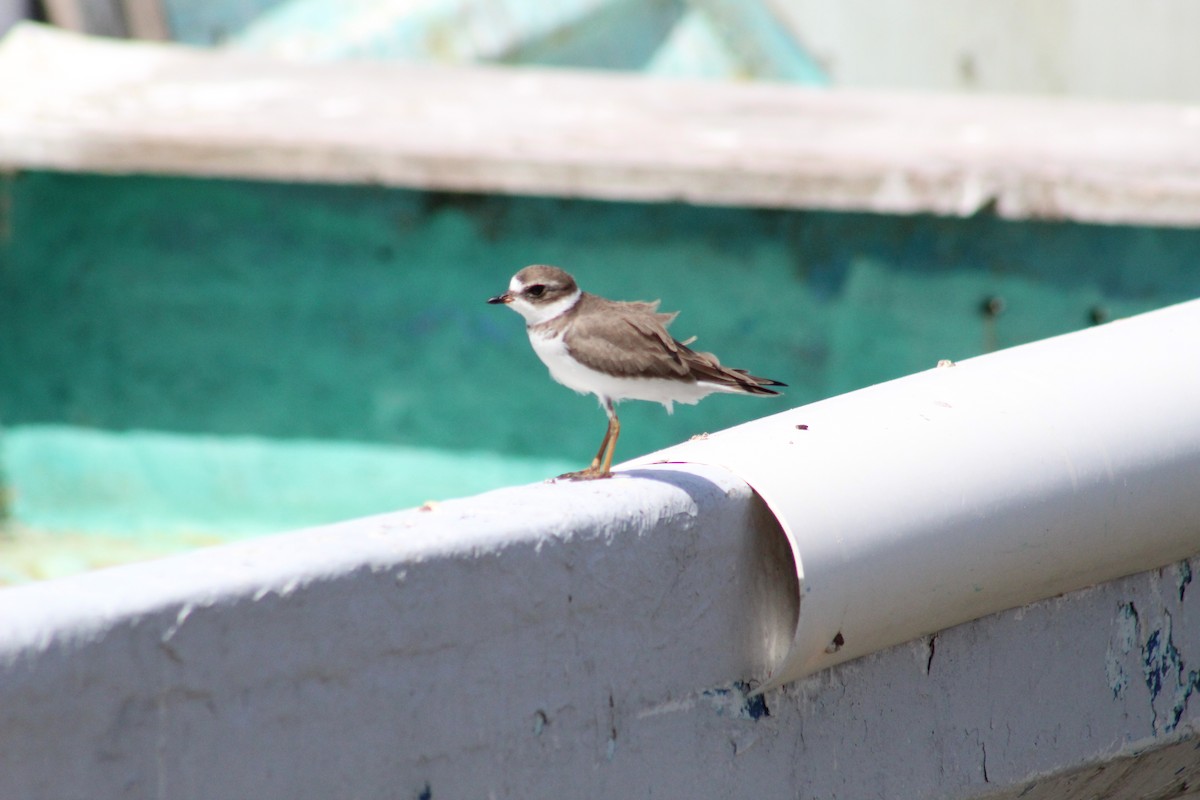 Semipalmated Plover - ML610333595