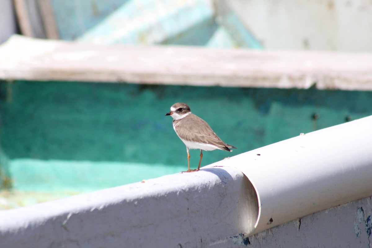 Semipalmated Plover - ML610333596