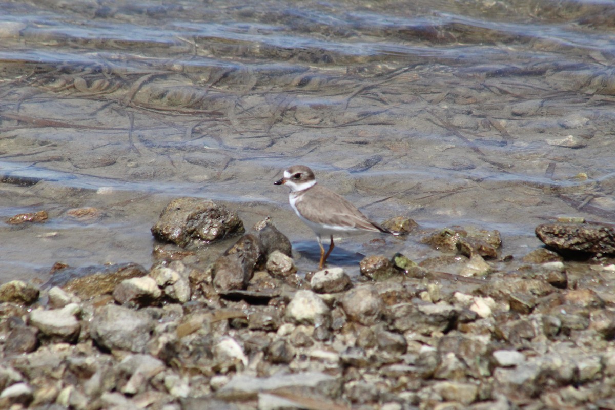 Semipalmated Plover - ML610333597