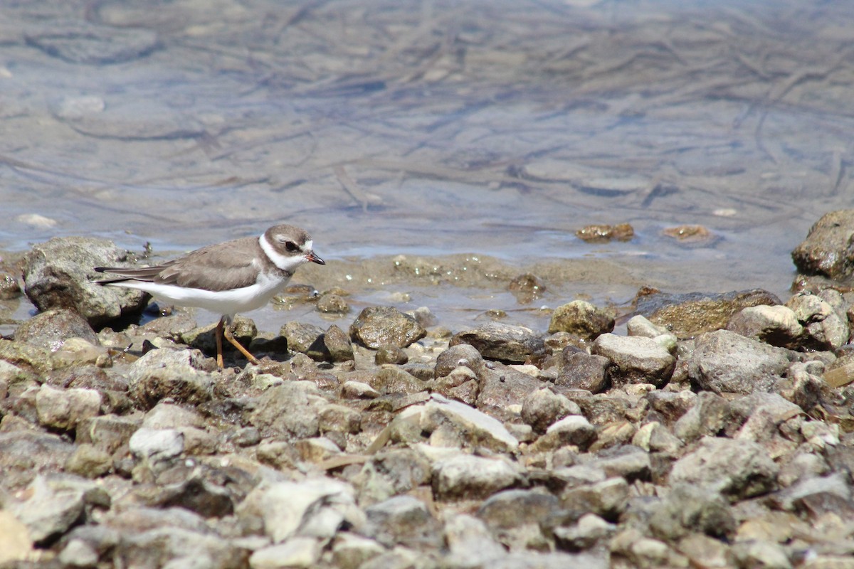Semipalmated Plover - ML610333598