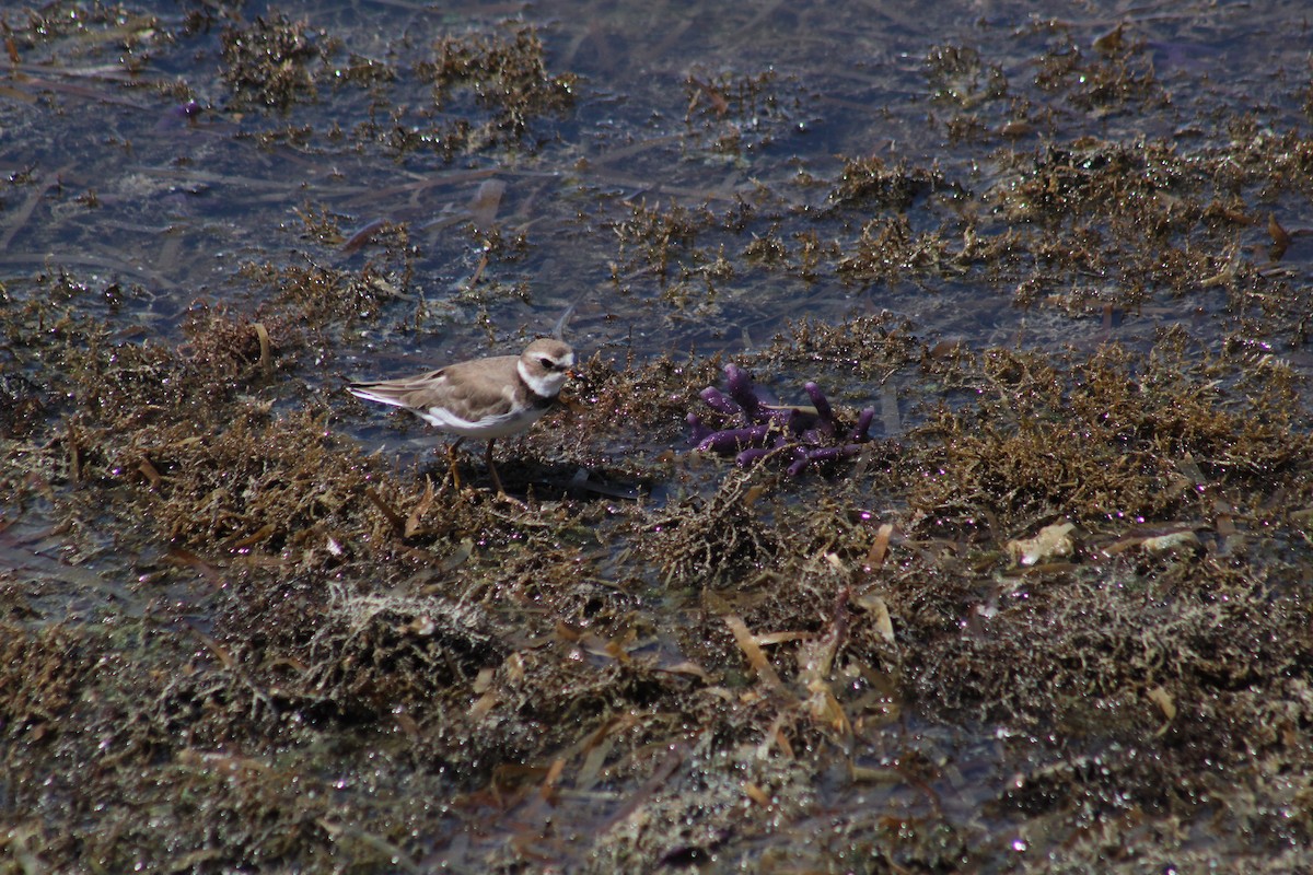 Semipalmated Plover - ML610333599