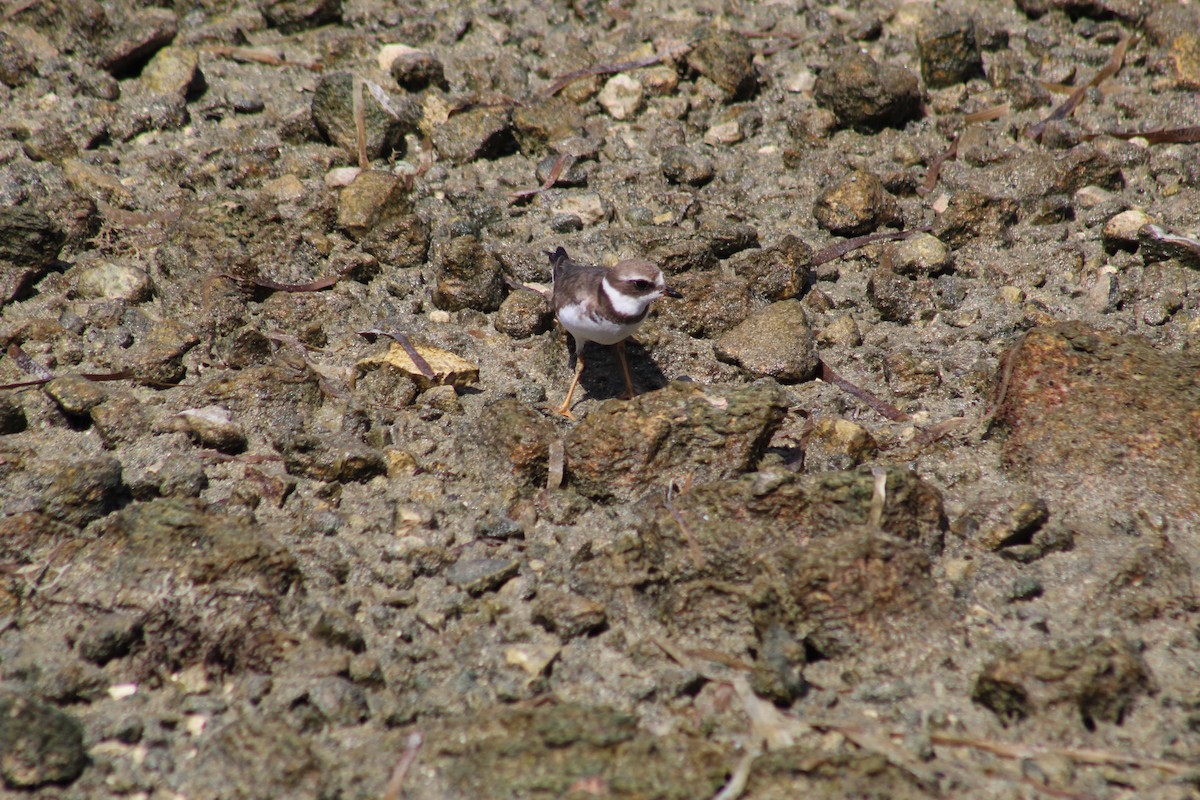Semipalmated Plover - ML610333600