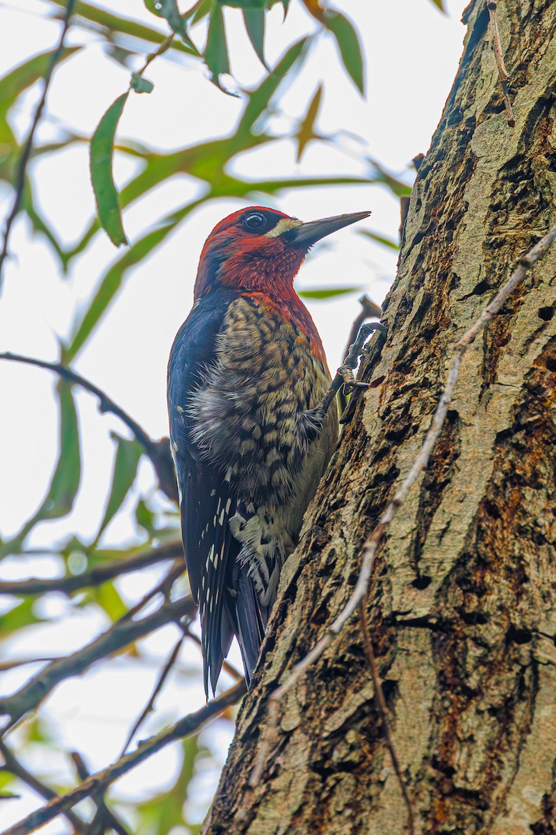 Red-breasted Sapsucker (ruber) - ML610333649