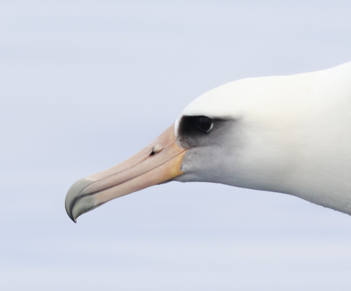Laysan Albatross - Ferenc Domoki