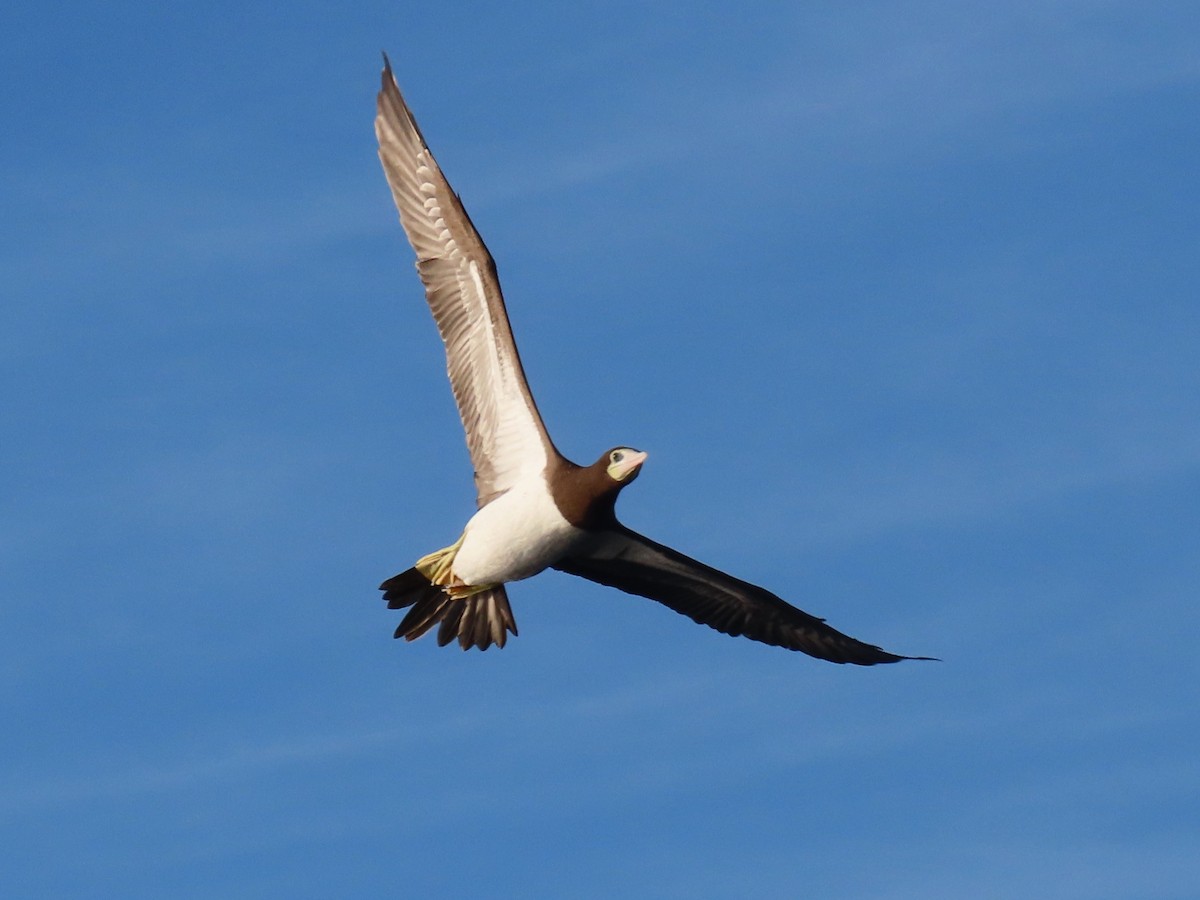 Brown Booby - ML610333914