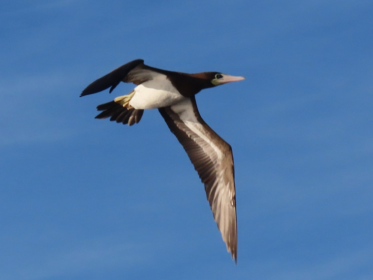 Brown Booby - ML610333917