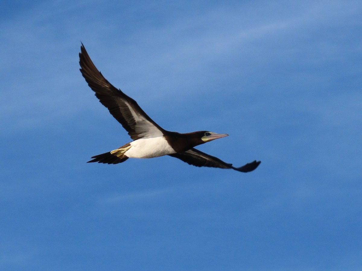 Brown Booby - ML610333918