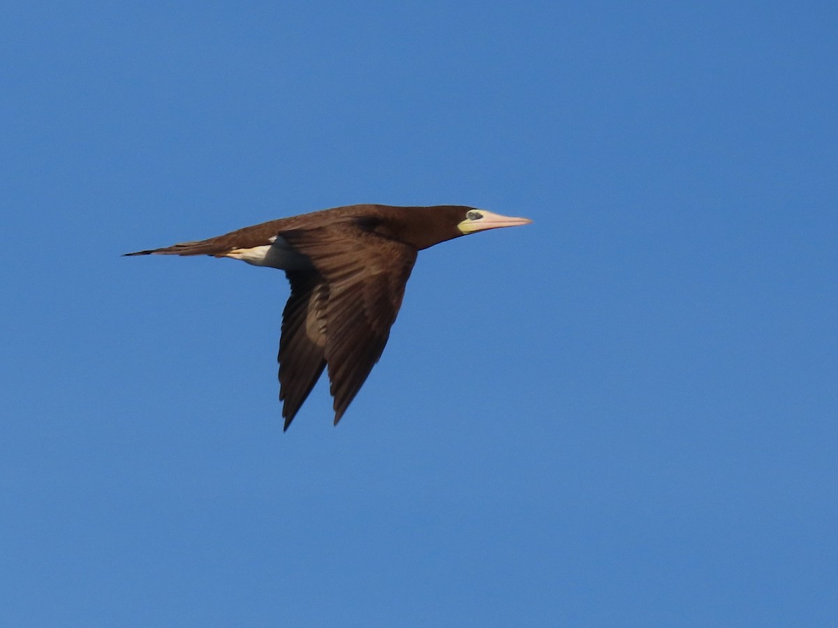 Brown Booby - ML610333933