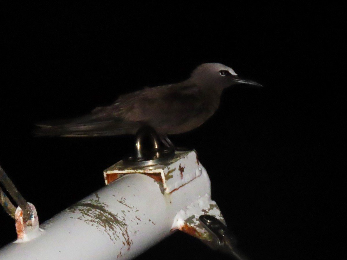 Brown Noddy - ML610333951
