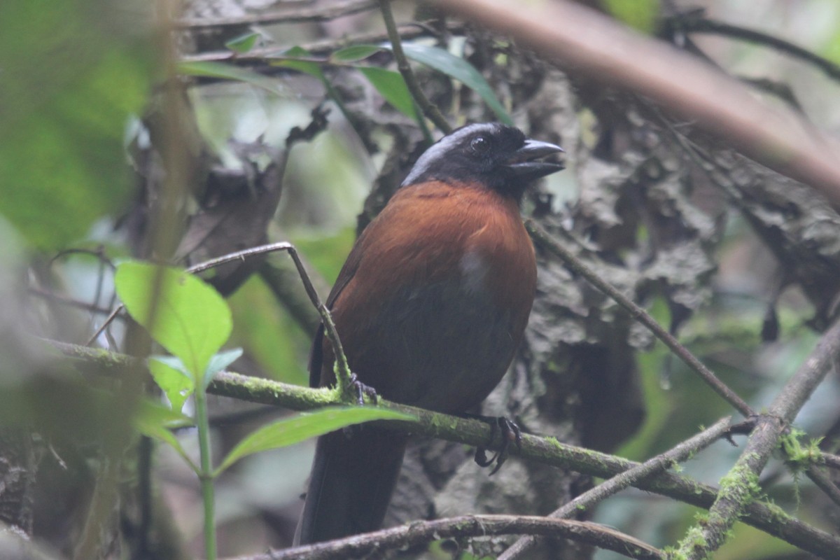 Tanager Finch - ML610334293