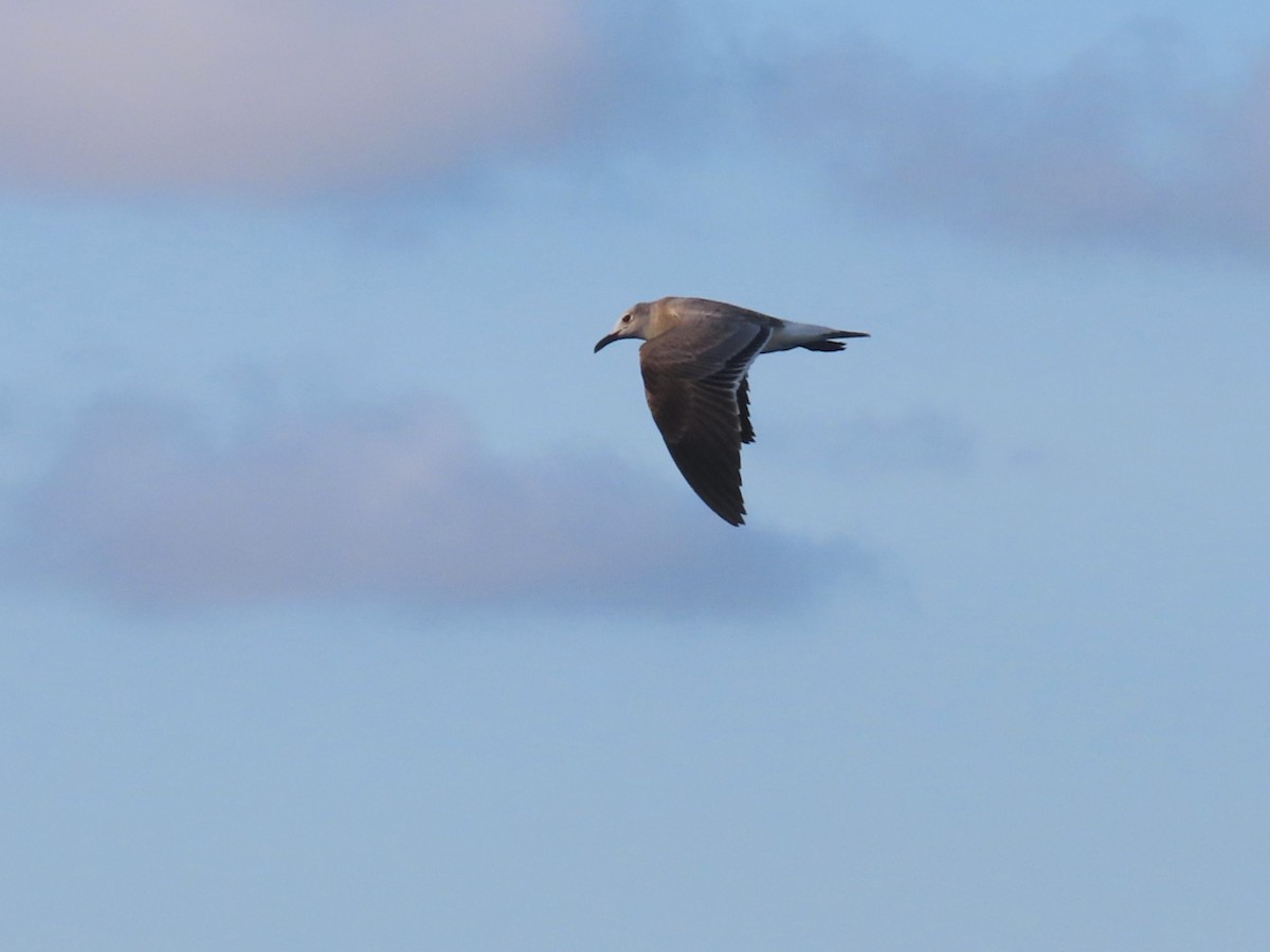 Laughing Gull - ML610334625