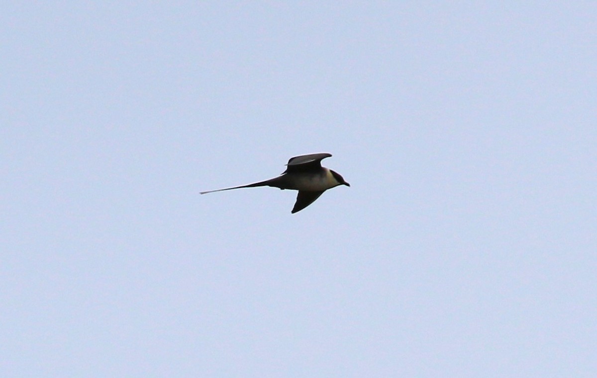 Long-tailed Jaeger - ML610334716