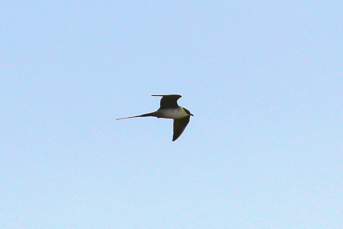 Long-tailed Jaeger - ML610334718