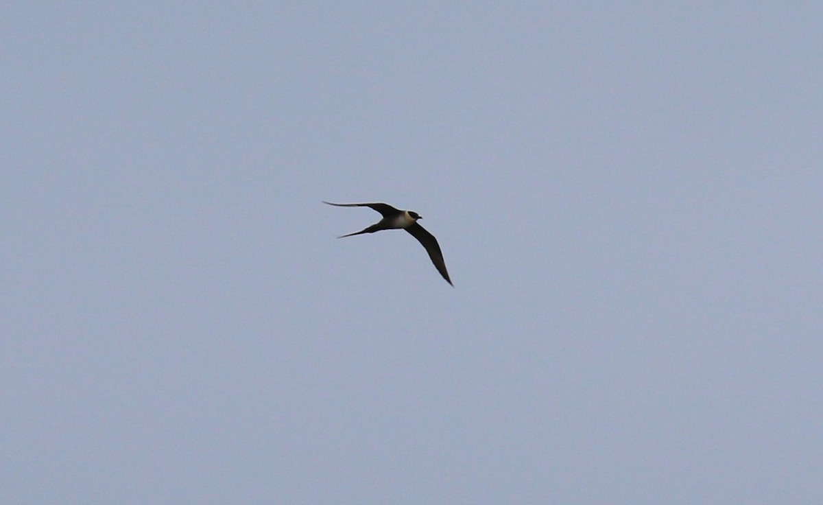 Long-tailed Jaeger - ML610334721