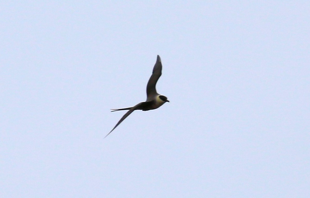Long-tailed Jaeger - ML610334724