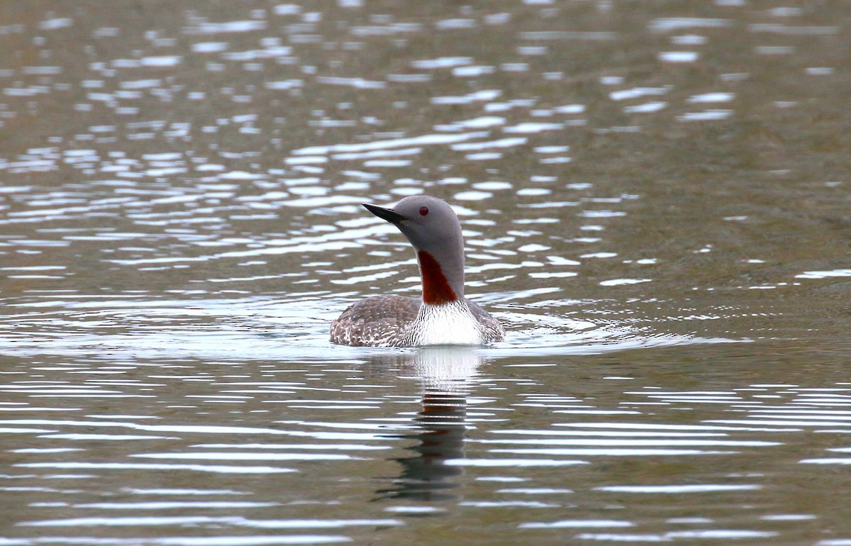 Red-throated Loon - ML610334801
