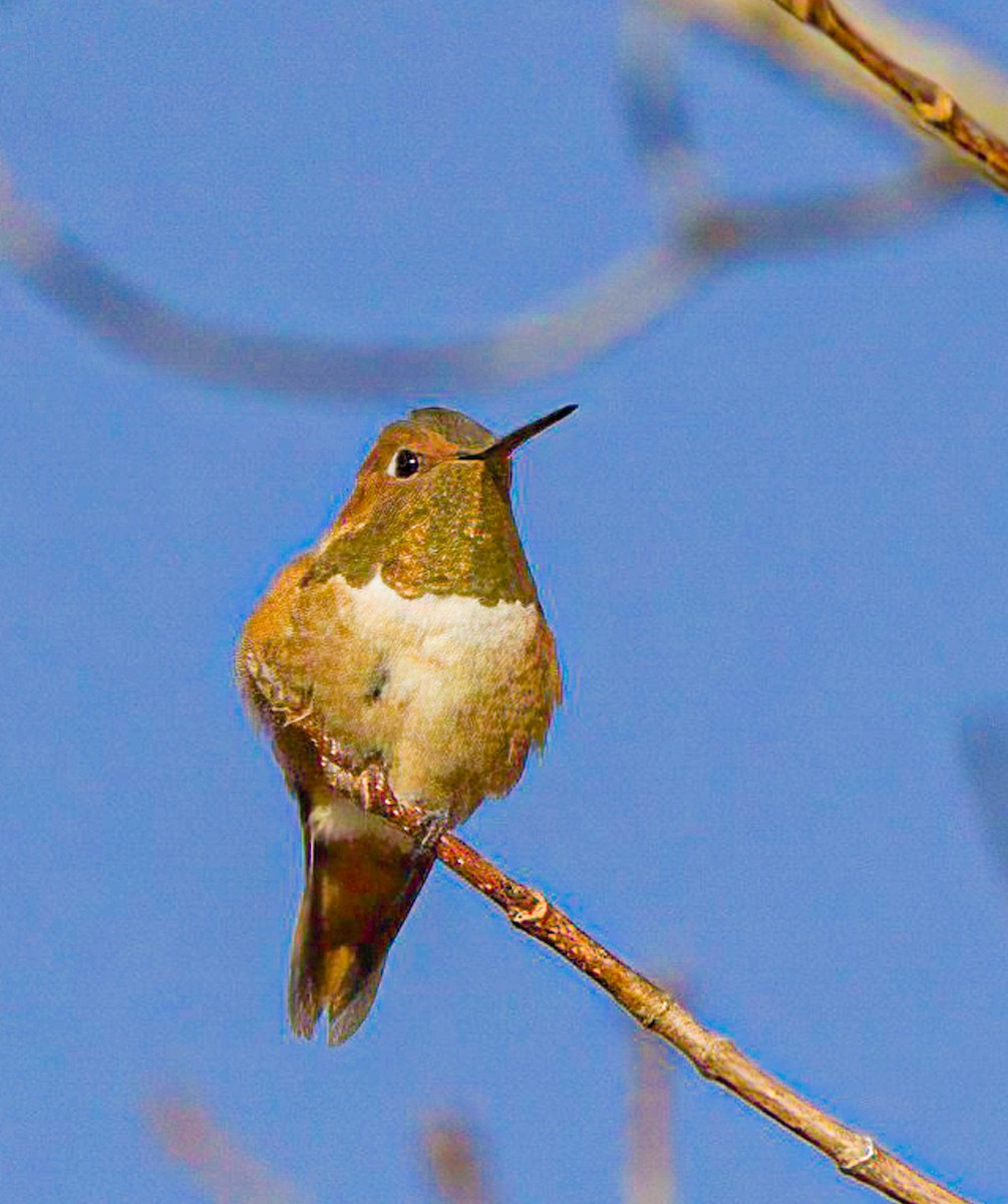 Rufous Hummingbird - ML610335027