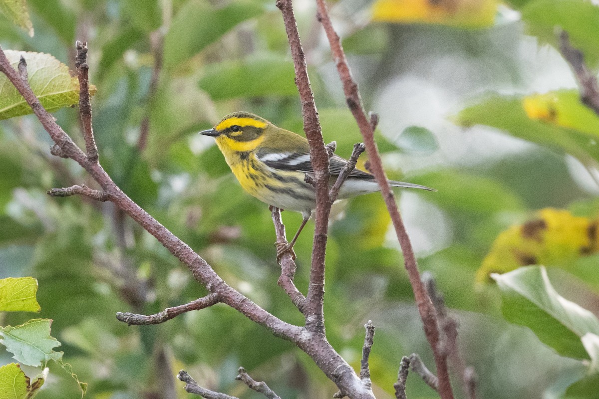 eBird Checklist - 24 Oct 2023 - Rue de la Coupe de l'Islet/Rue du Parc ...