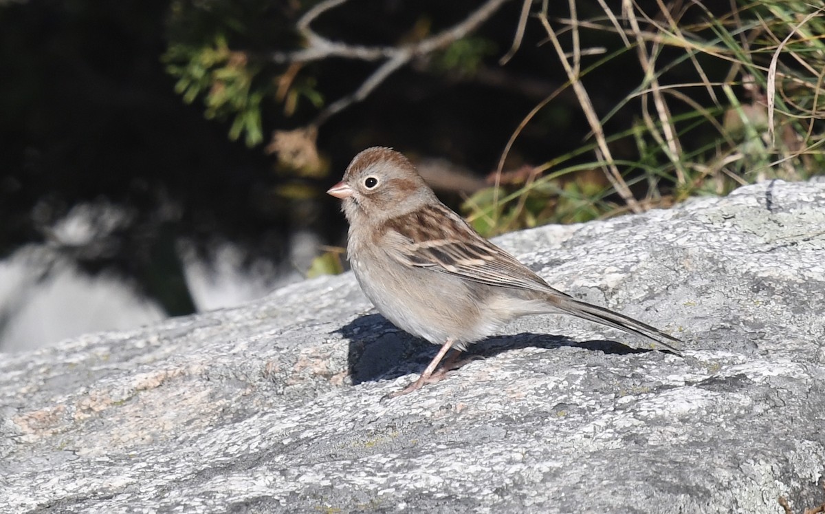 Field Sparrow - ML610335274
