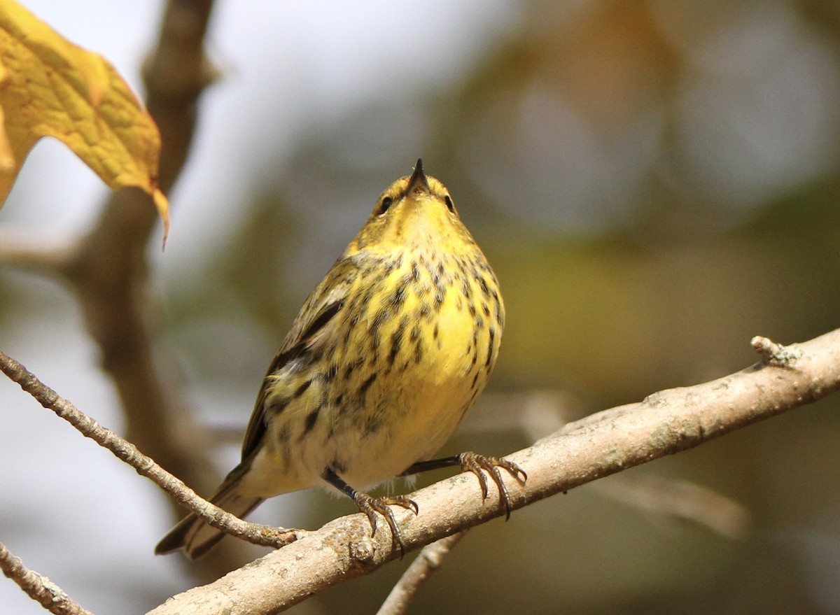 Cape May Warbler - ML610335592