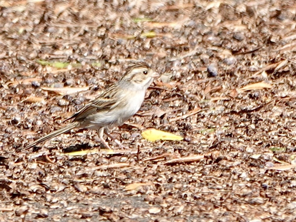 Clay-colored Sparrow - ML610335733