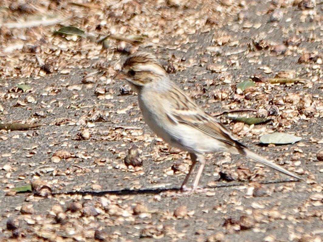 Clay-colored Sparrow - ML610335734