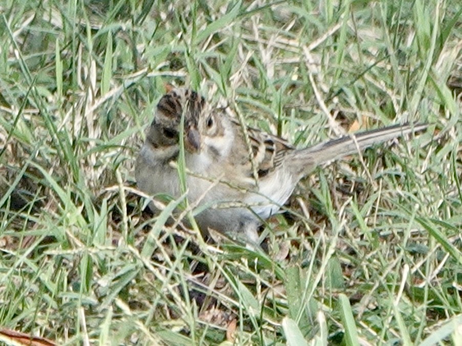 Clay-colored Sparrow - ML610335764