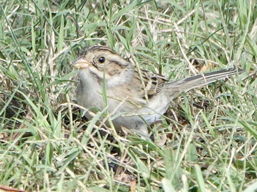 Clay-colored Sparrow - ML610335765