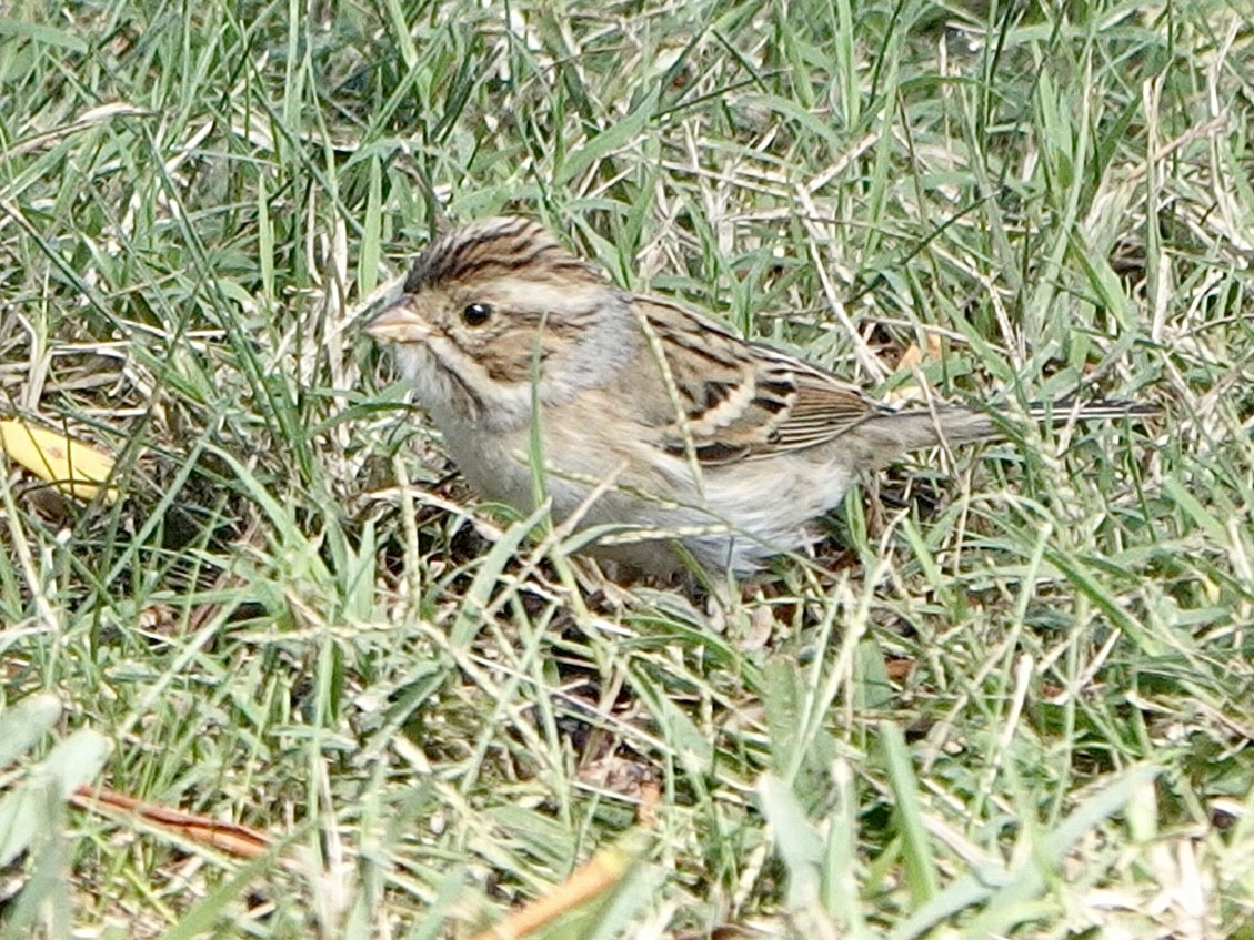 Clay-colored Sparrow - ML610335766