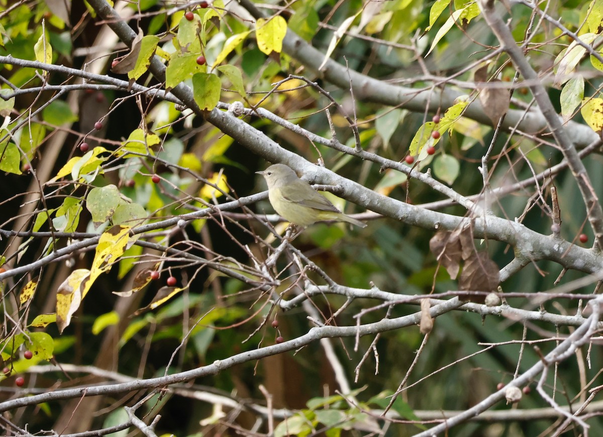 Orange-crowned Warbler - ML610336020