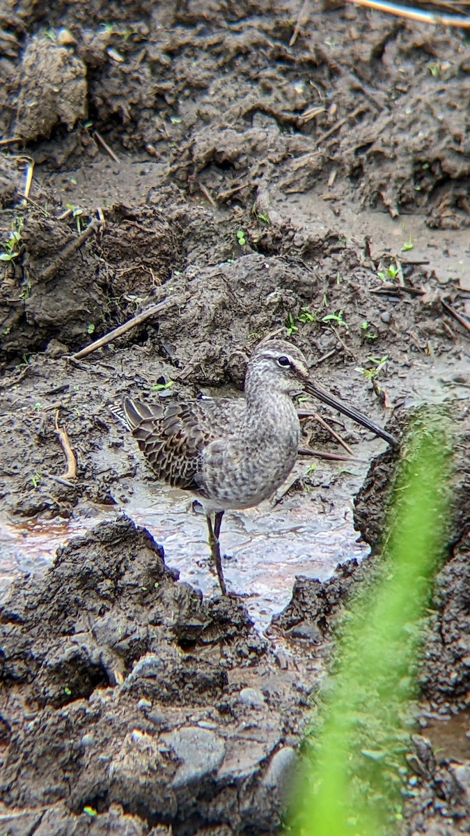Long-billed Dowitcher - ML610336390