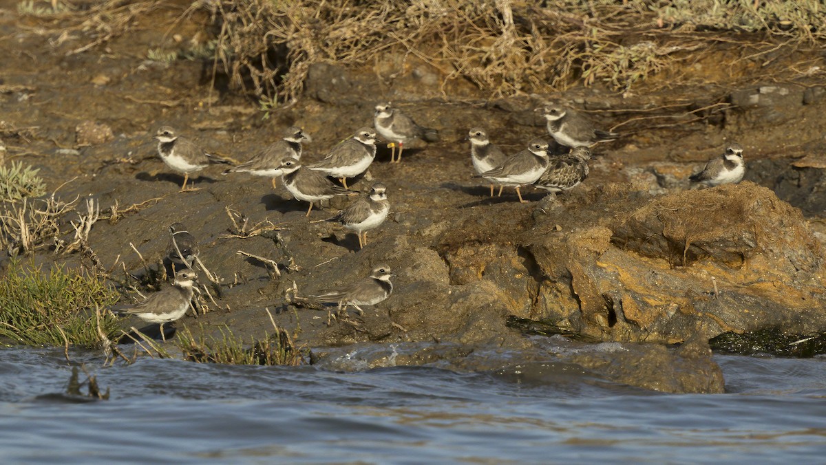 Common Ringed Plover - ML610336465