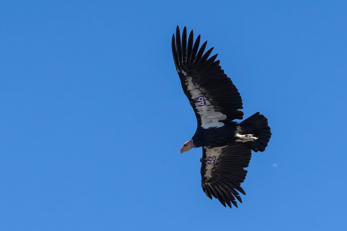 California Condor - ML610336625