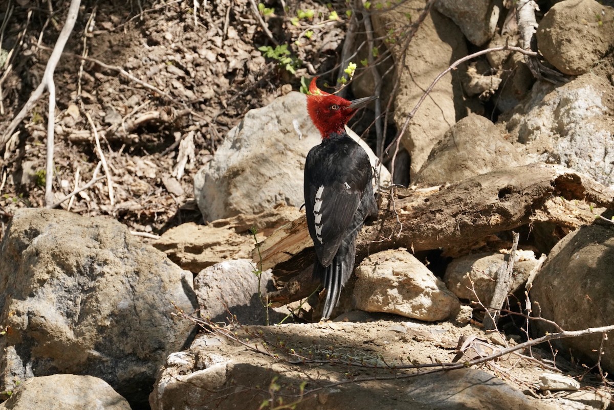 Magellanic Woodpecker - ML610336640