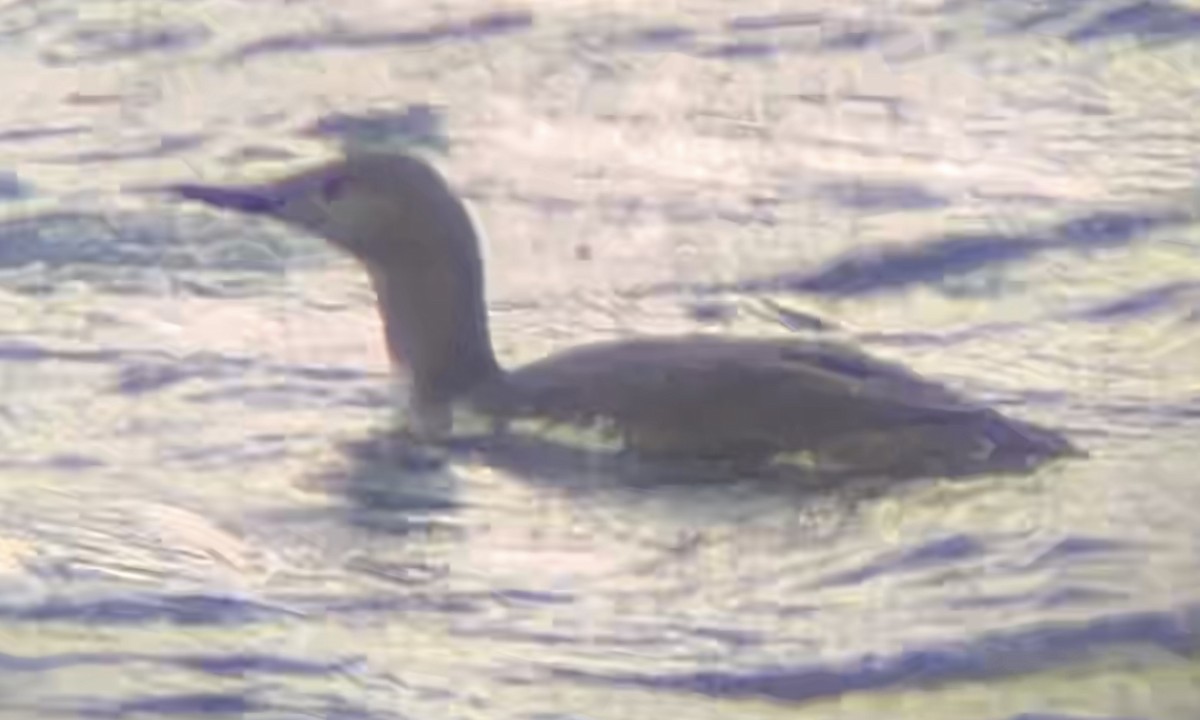 Red-throated Loon - ML610336768