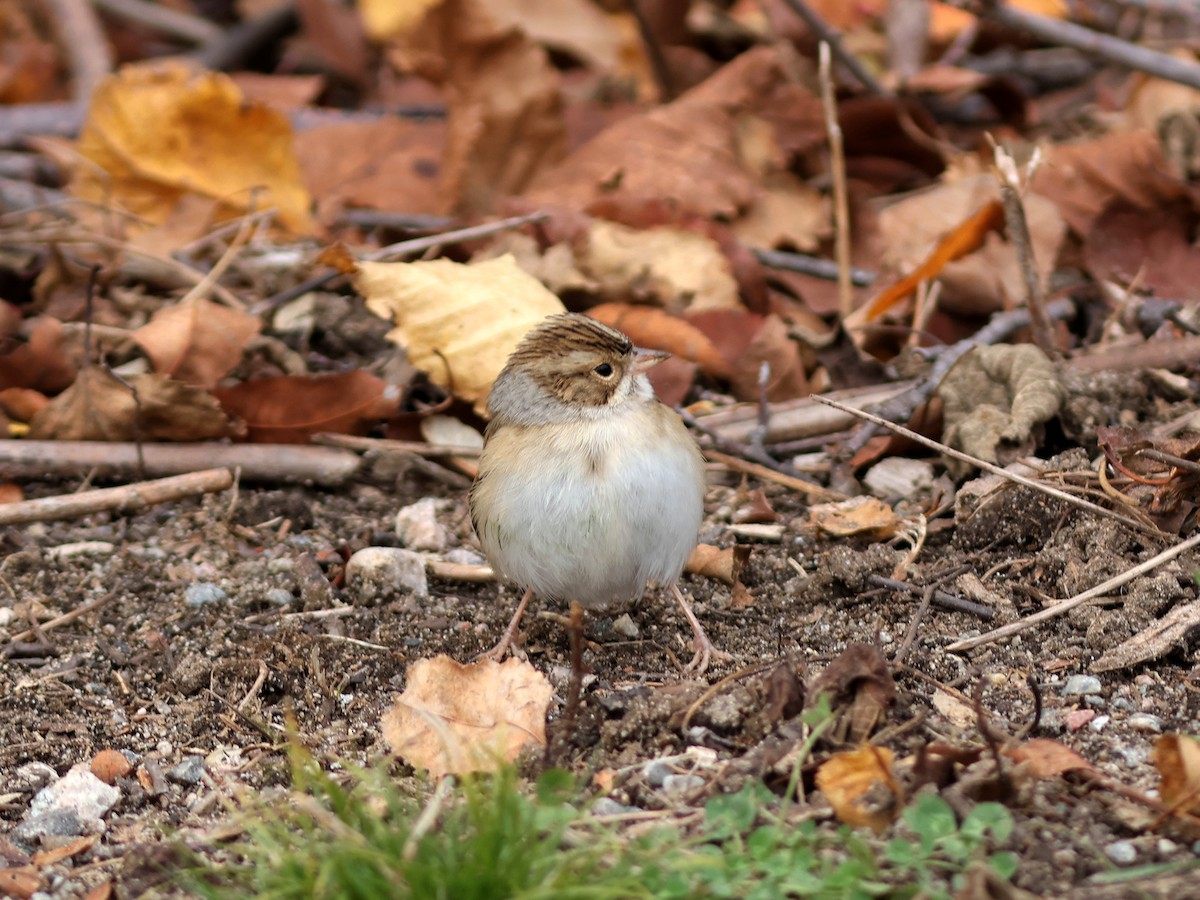 eBird Checklist 24 Oct 2023 Rue de la Coupe de l'Islet/Rue du Parc