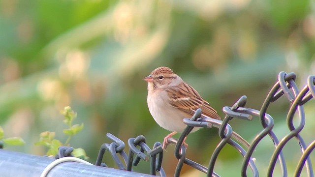 Chipping Sparrow - ML610336786