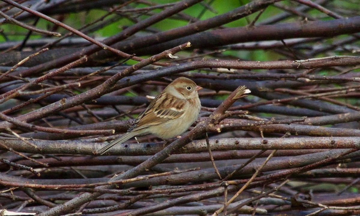 Field Sparrow - ML610337097