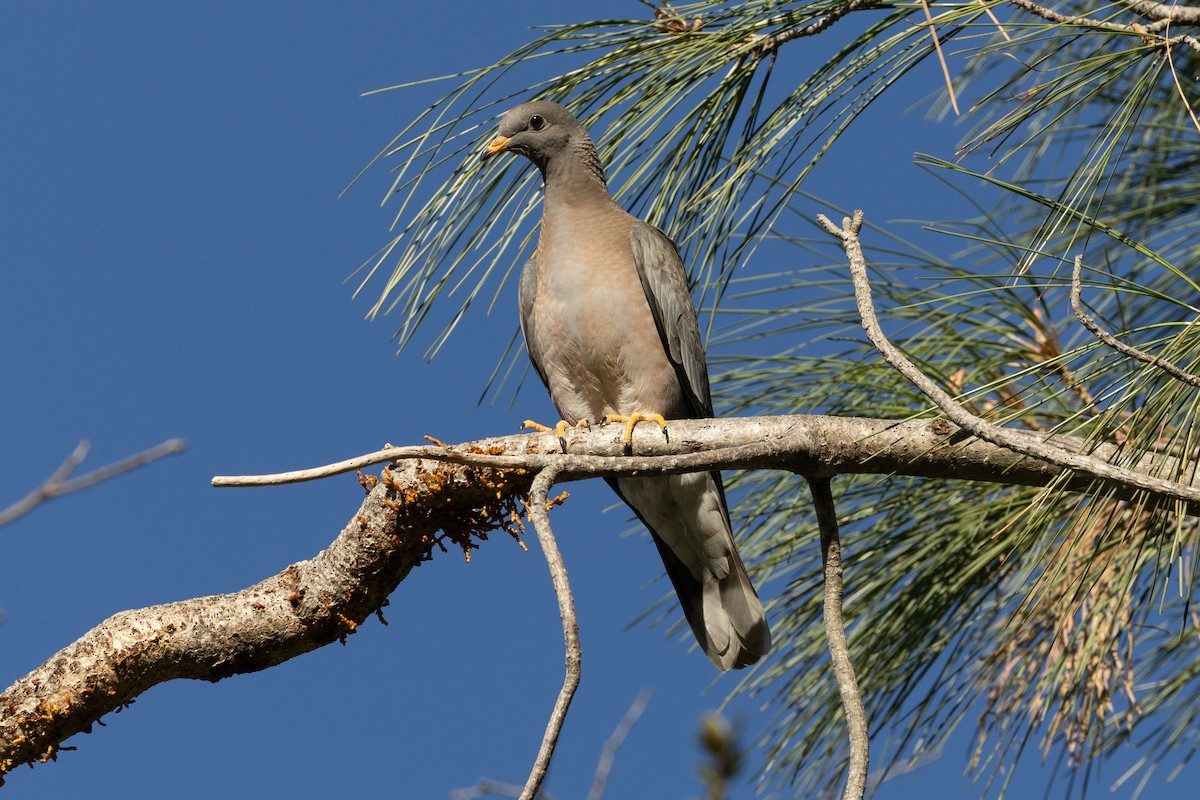 Ebird Checklist Oct Mt Diablo Sp Green Ranch Rd Species