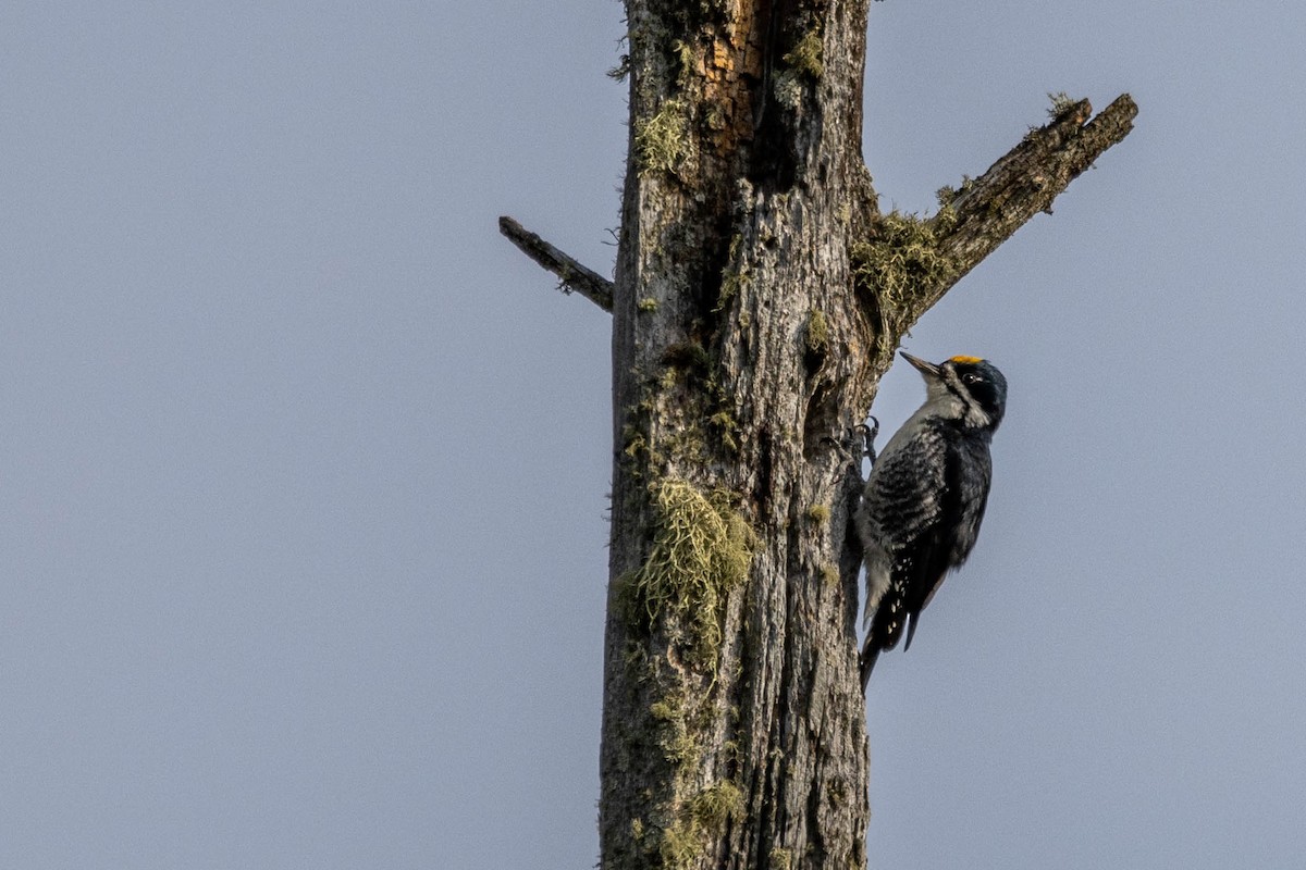 Black-backed Woodpecker - ML610337660