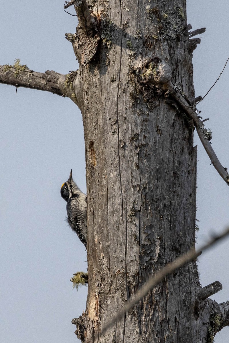 Black-backed Woodpecker - ML610337661