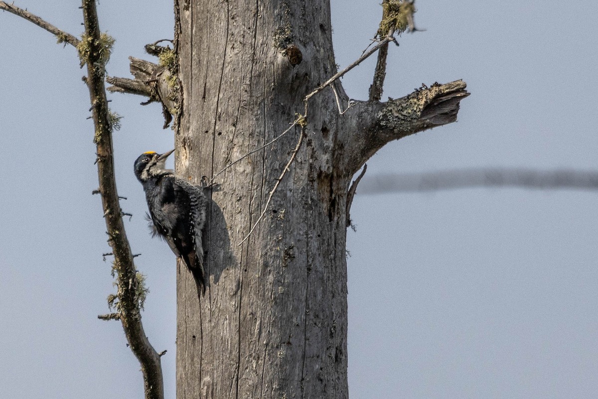 Black-backed Woodpecker - ML610337663