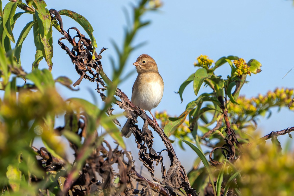Field Sparrow - Ashley Pichon