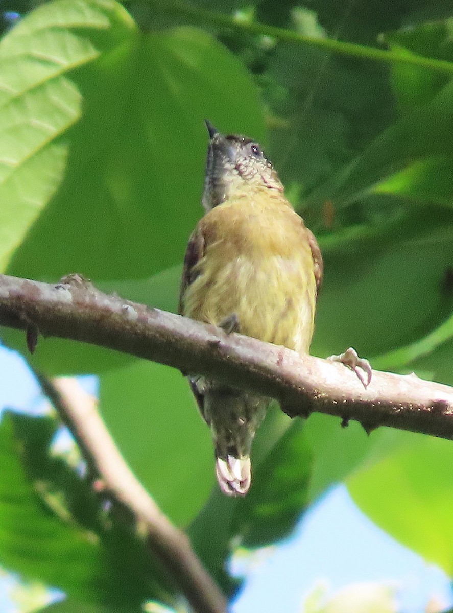 Olivaceous Piculet - ML610337792