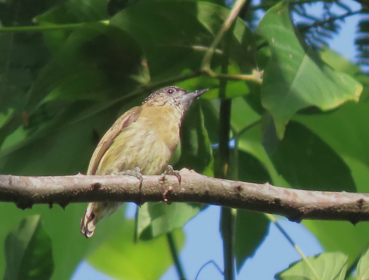 Olivaceous Piculet - ML610337793