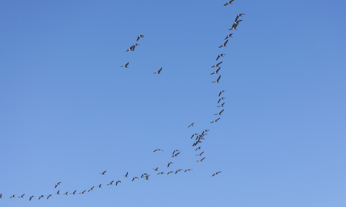 Cackling Goose (Aleutian) - ML610337963