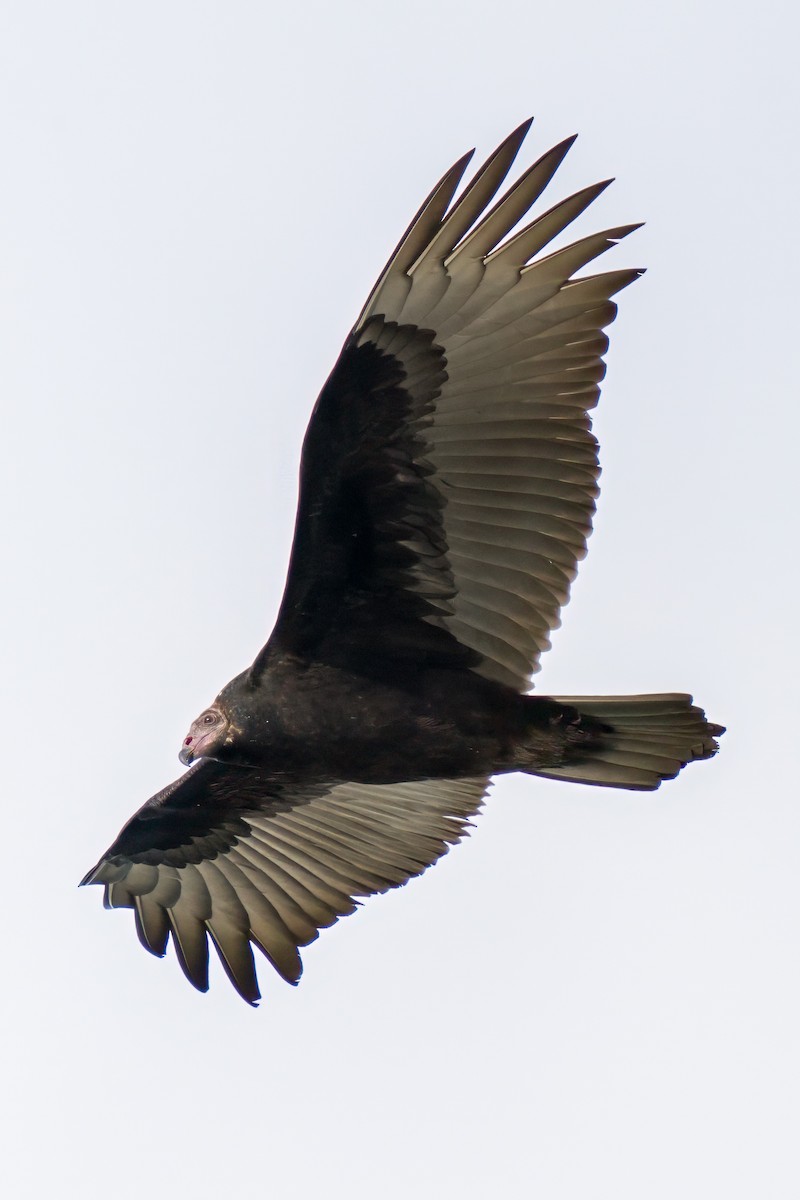Turkey Vulture - Dylan Buell